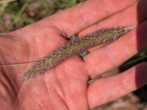 Cenchrus ciliaris observed 2026-04-19