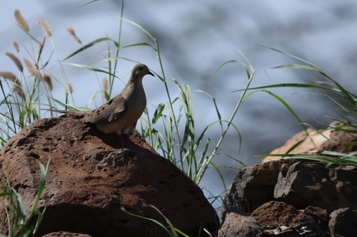 Mourning Dove photographed in Hawaii