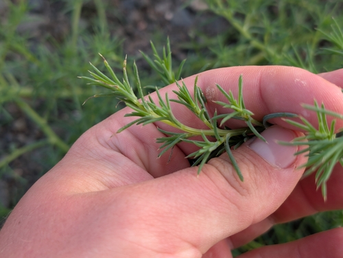 Salsola tragus observed 2026-04-19
