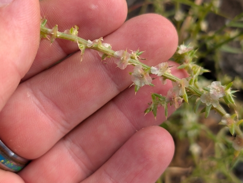 Salsola tragus observed 2026-04-19