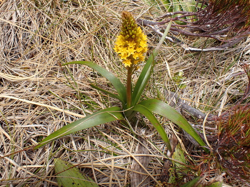 Bulbinella gibbsii, photograph 2