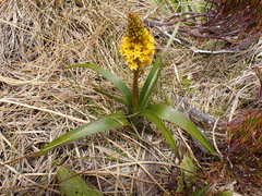 Bulbinella gibbsii, photograph (c) Benjamin Lavin, some rights reserved (CC BY)