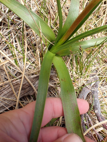 Bulbinella gibbsii, photograph 3