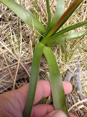 Bulbinella gibbsii, photograph (c) Benjamin Lavin, some rights reserved (CC BY)