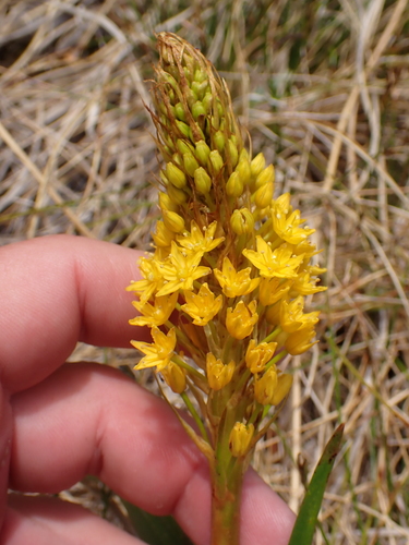 Bulbinella gibbsii, photograph 4