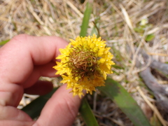 Bulbinella gibbsii, photograph (c) Benjamin Lavin, some rights reserved (CC BY)