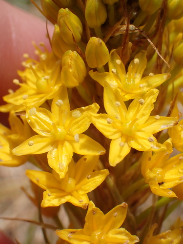 Bulbinella gibbsii, photograph 6