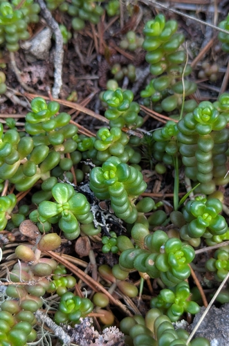 Pacific stonecrop