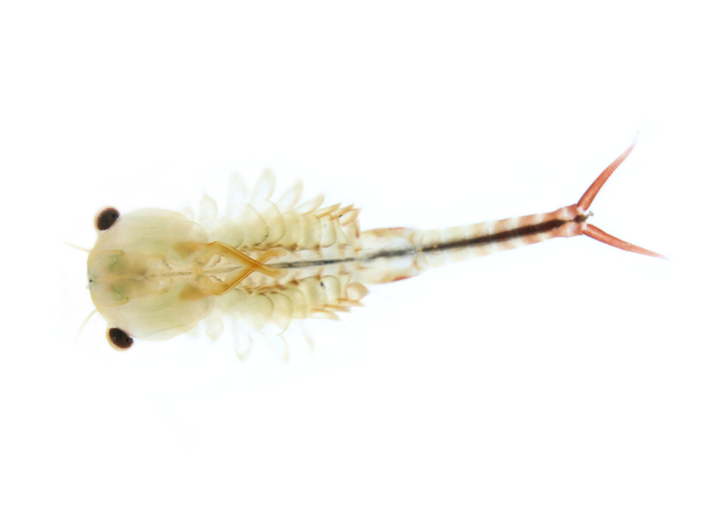 Neglected Fairy Shrimp