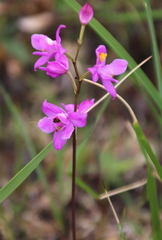 Calopogon multiflorus