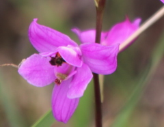Calopogon multiflorus