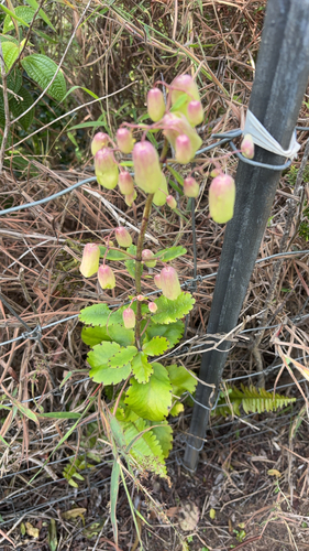 Kalanchoe observed 2026-01-20
