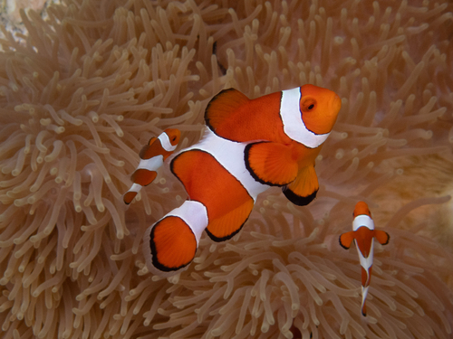 Amphiprion ocellaris