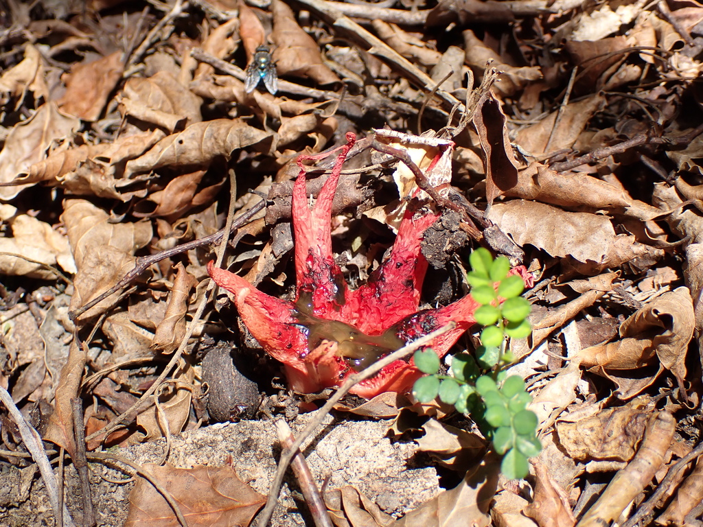 Aseroe rubra · January 2026 · photo: © benlavin88 (iNaturalist, cc-by)