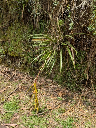 Tillandsia lajensis, photograph 2