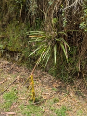 Tillandsia lajensis, photograph (c) Sebastián Ordóñez, some rights reserved (CC BY)
