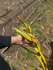 Tillandsia lajensis, photograph (c) Sebastián Ordóñez, some rights reserved (CC BY)