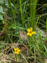 Bidens andicola, photograph (c) Sebastián Ordóñez, some rights reserved (CC BY)
