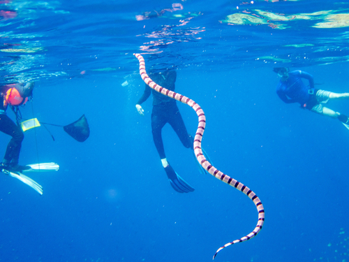 Laticauda colubrina