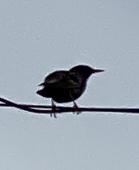 Sturnus vulgaris