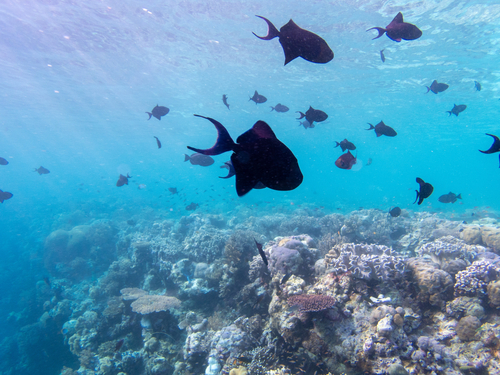 Redtooth Triggerfish
