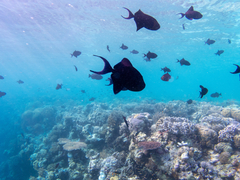 Redtooth Triggerfish