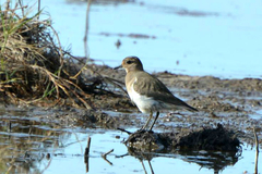 Charadrius modestus