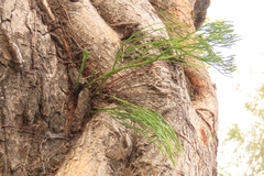 Psilotum nudum