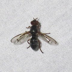 Senopterina caerulescens