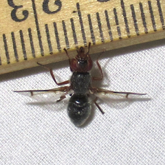 Senopterina caerulescens