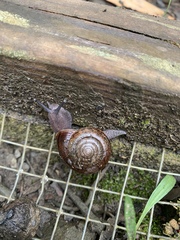 Helminthoglypta nickliniana