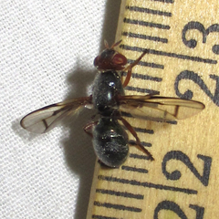 Senopterina caerulescens