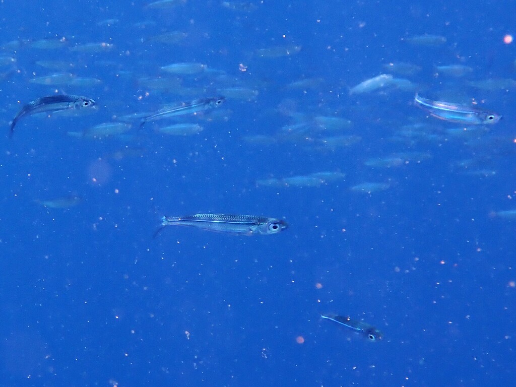 Hardyhead silverside