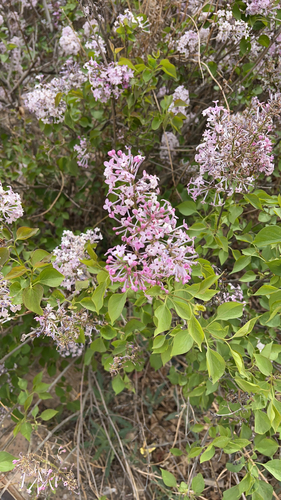 common lilac