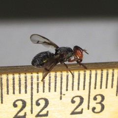 Senopterina caerulescens