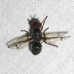 Senopterina caerulescens
