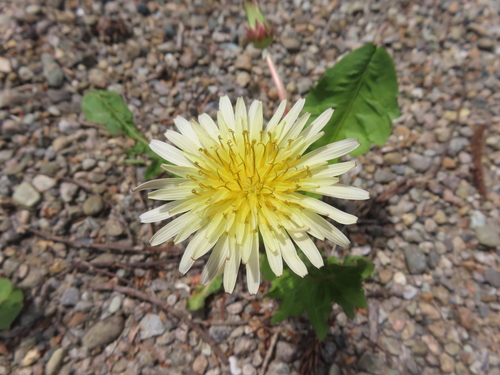 Taraxacum albidum, photograph 2