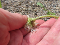 Taraxacum albidum, photograph (c) Timur Kalininsky, some rights reserved (CC BY)