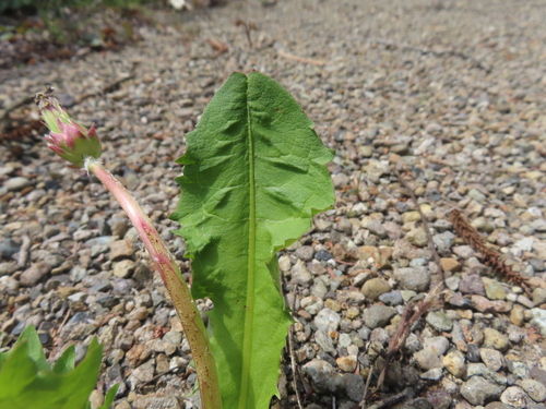 Taraxacum albidum, photograph 4
