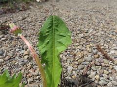 Taraxacum albidum, photograph (c) Timur Kalininsky, some rights reserved (CC BY)