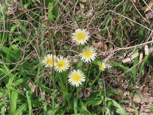 Taraxacum albidum, photograph 5