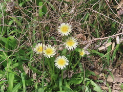 Taraxacum albidum, photograph (c) Timur Kalininsky, some rights reserved (CC BY)