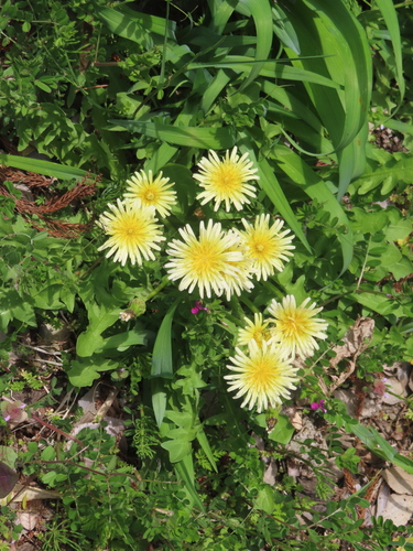 Taraxacum albidum, photograph 6