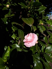 Camellia japonica