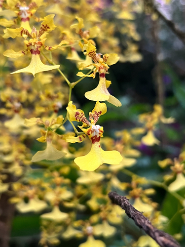 Oncidium obryzatum, photograph 1