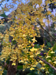 Oncidium obryzatum, photograph (c) Benjamin Hidalgo, some rights reserved (CC BY)