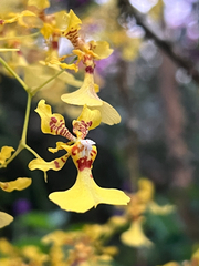Oncidium obryzatum, photograph (c) Benjamin Hidalgo, some rights reserved (CC BY)