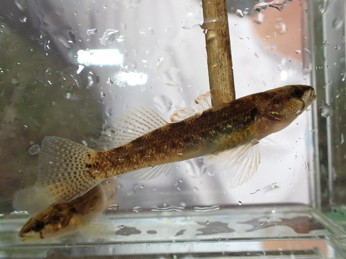 Etheostoma nigripinne