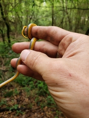 Diadophis punctatus stictogenys