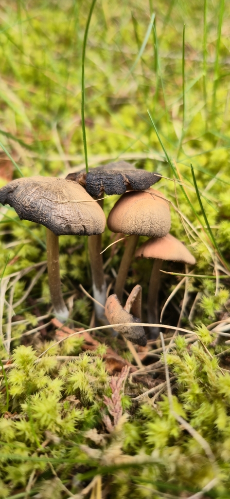 Entoloma vernum · April 2026 · photo: © leannestacy (iNaturalist, cc0)
